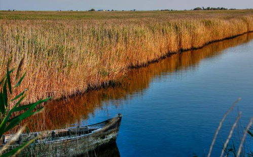 星象与现实 狮子座的炽热之爱与治水之路